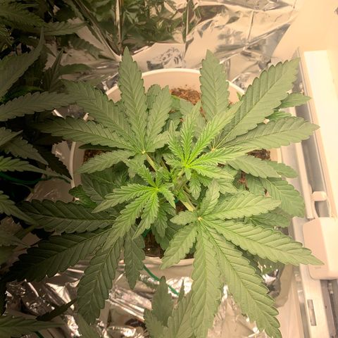 Hulkberry auto 3 growlog timeline photo