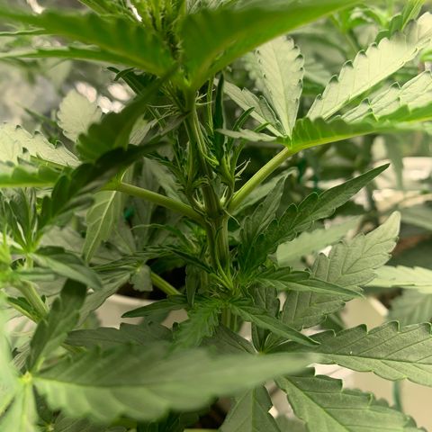 Orion f1 2 growlog photo: Pistils