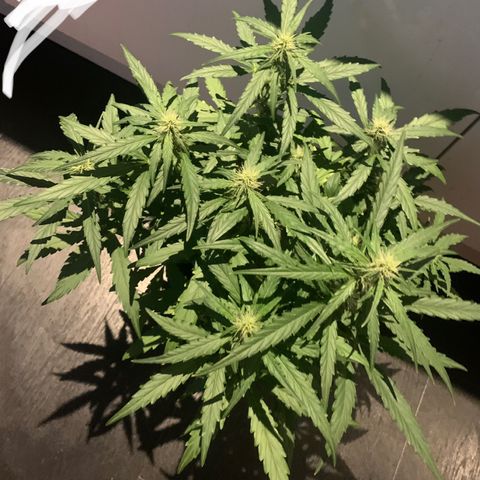 Orion f1 2 growlog timeline photo