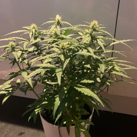 Orion f1 2 growlog timeline photo
