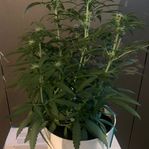Orion f1 1 growlog timeline photo
