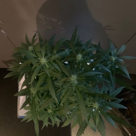 Orion f1 1 growlog timeline photo