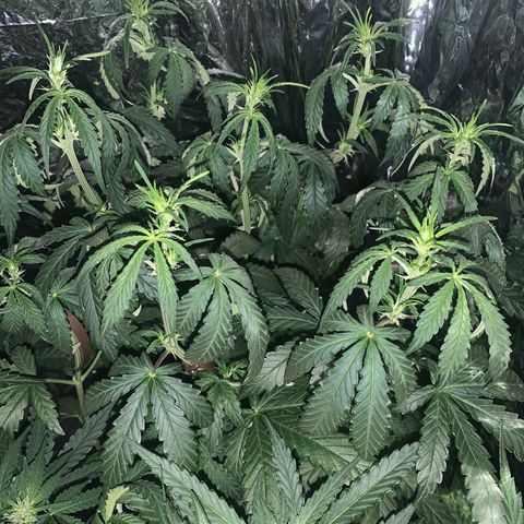 Hulkberry auto 3 growlog timeline photo