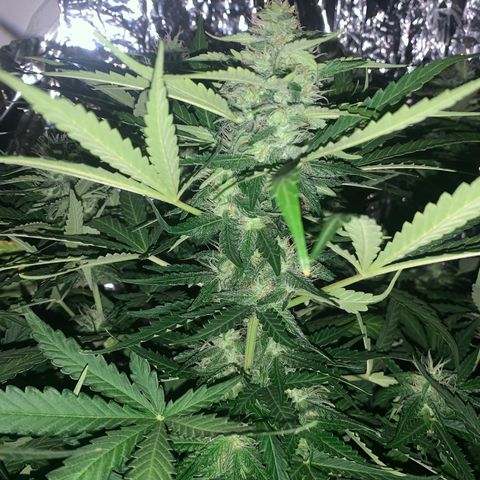Quick one 1 growlog timeline photo