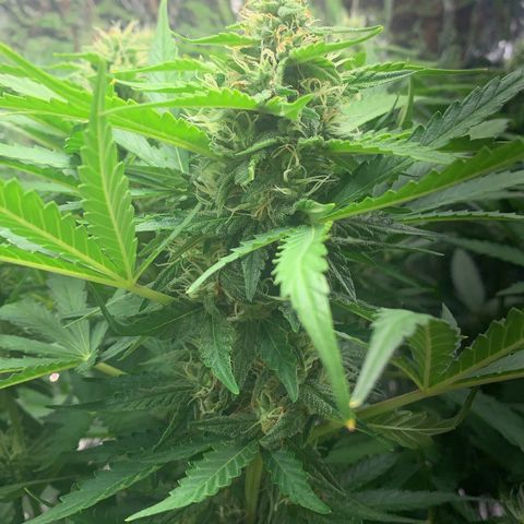 Quick one 1 growlog timeline photo