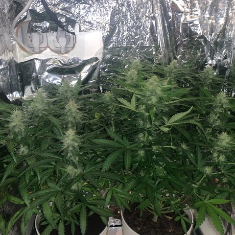 Orion f1 1 growlog timeline photo