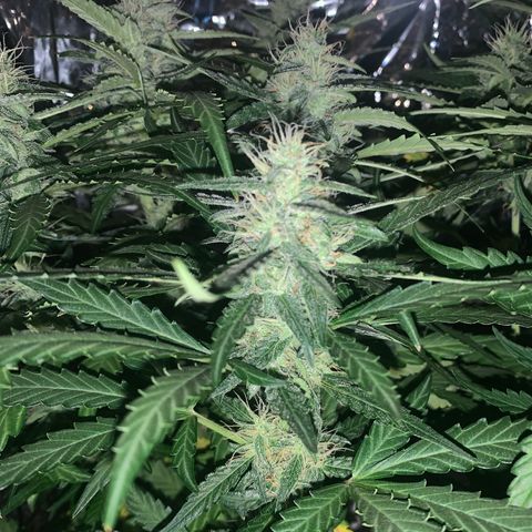 Orion f1 1 growlog timeline photo