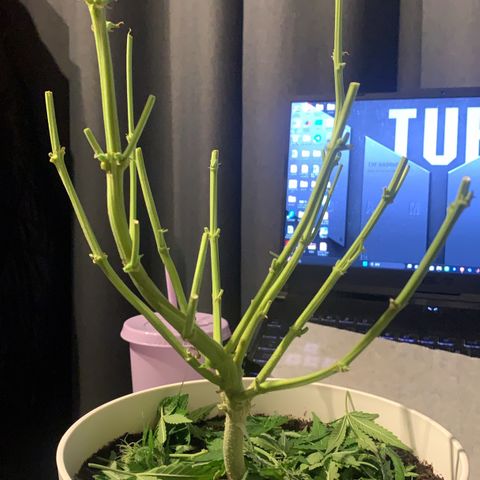 Quick one 1 growlog timeline photo