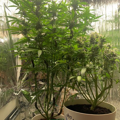 Hulkberry auto 3 growlog timeline photo
