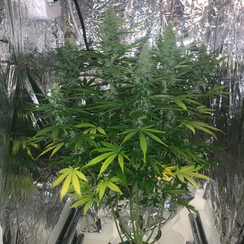 Hulkberry auto 3 growlog timeline photo