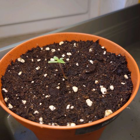 Dosi growlog timeline photo