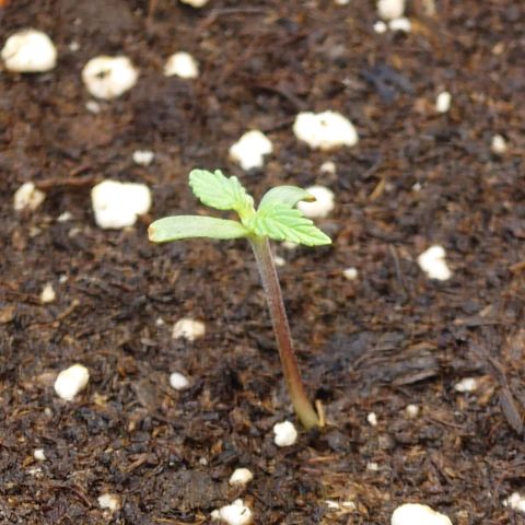 Dosi growlog timeline photo