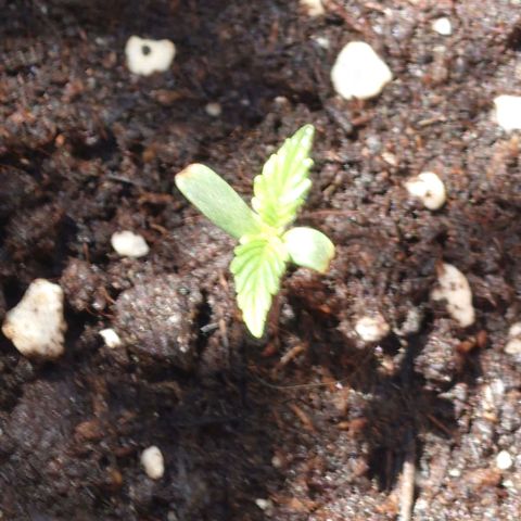 Dosi growlog timeline photo