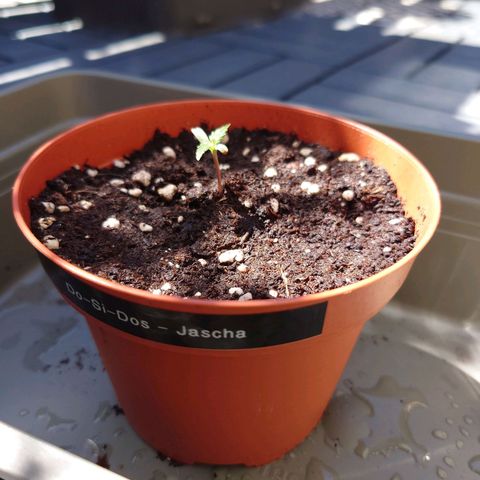 Dosi growlog timeline photo
