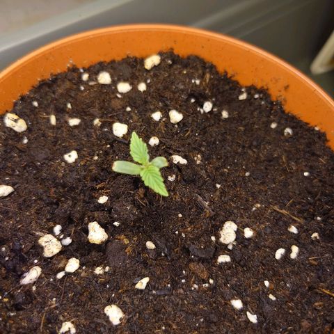 Dosi growlog timeline photo