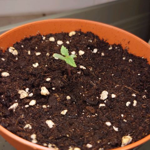 Dosi growlog timeline photo