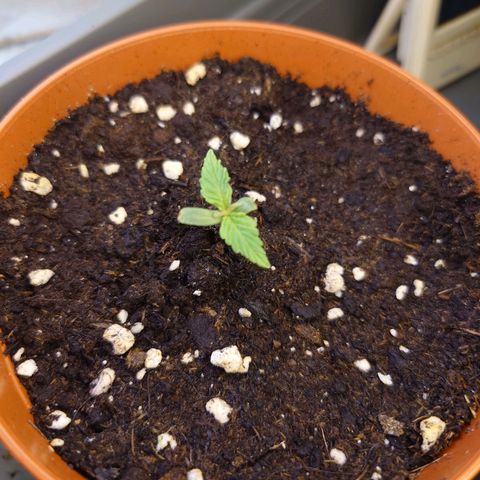 Dosi growlog timeline photo