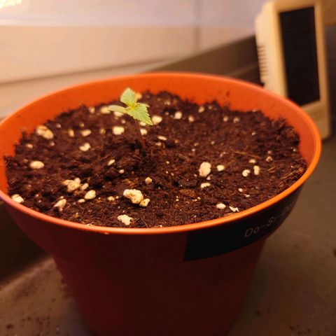 Dosi growlog timeline photo
