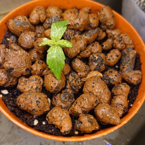 Dosi growlog timeline photo