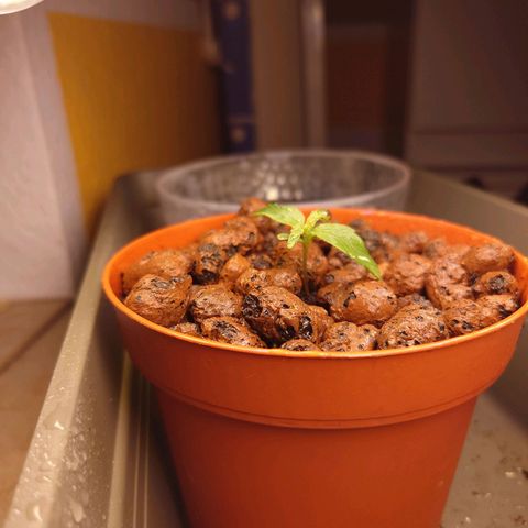 Dosi growlog timeline photo