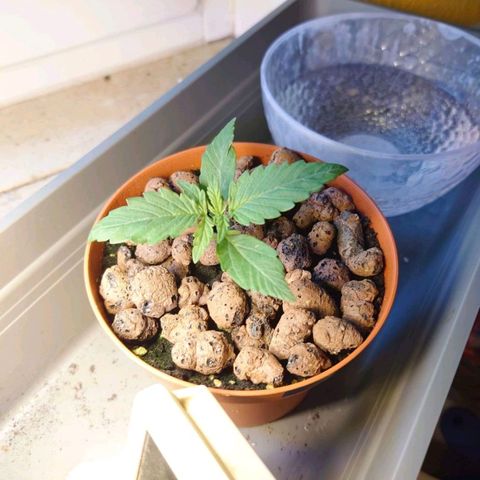 Dosi growlog timeline photo