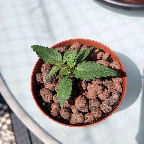Dosi growlog timeline photo