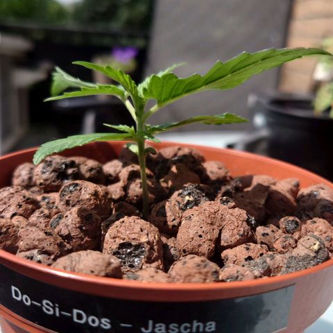 Dosi growlog timeline photo