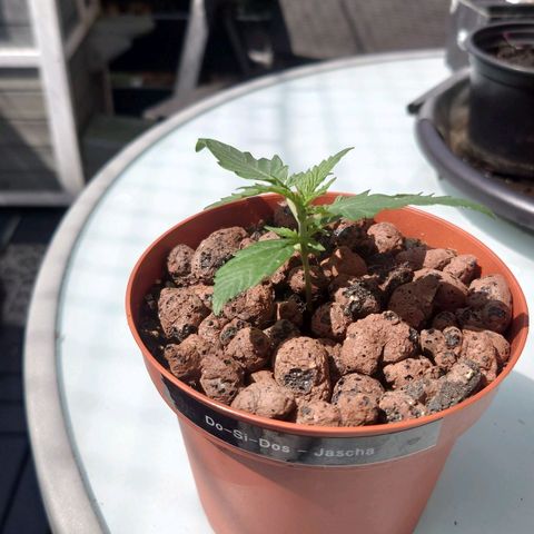 Dosi growlog timeline photo