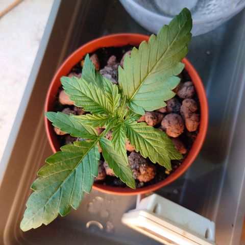 Dosi growlog timeline photo