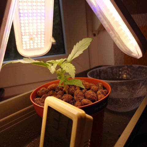 Dosi growlog timeline photo