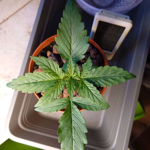 Dosi growlog timeline photo
