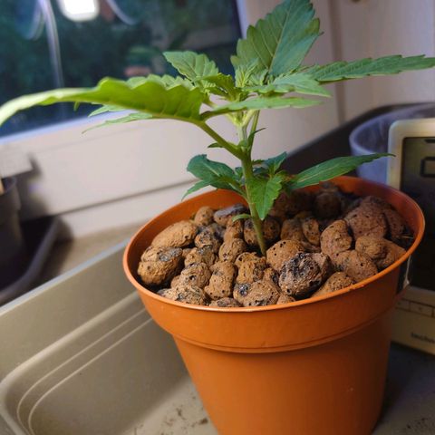 Dosi growlog timeline photo