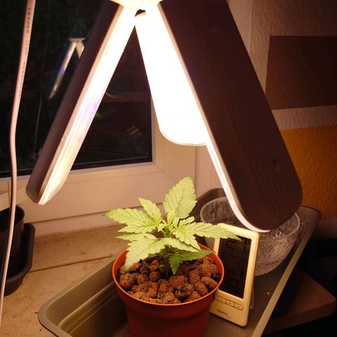 Dosi growlog timeline photo