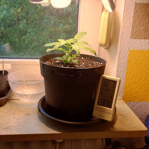 Dosi growlog photo: Umgetopft
