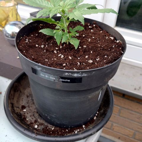Dosi growlog photo: Umgetopft