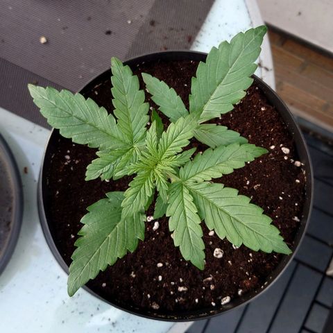Dosi growlog photo: Umgetopft
