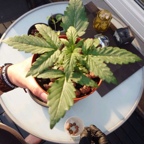 Dosi growlog photo: Umgetopft
