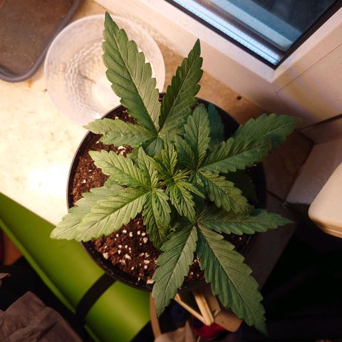 Dosi growlog timeline photo