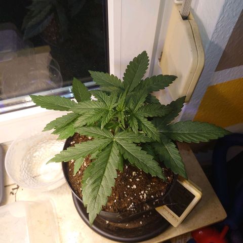 Dosi growlog timeline photo