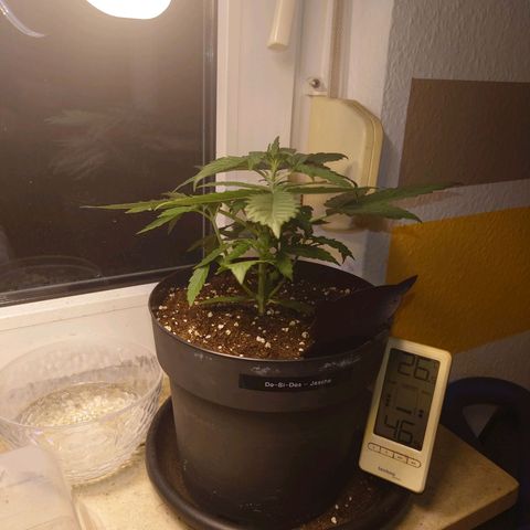 Dosi growlog timeline photo