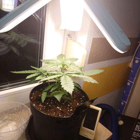 Dosi growlog timeline photo