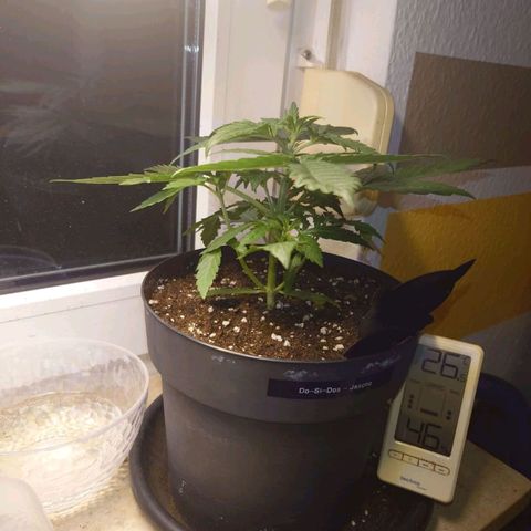 Dosi growlog timeline photo