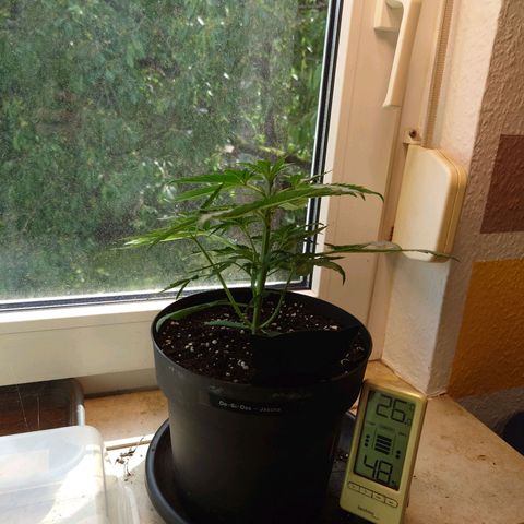 Dosi growlog timeline photo