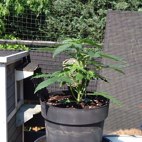 Dosi growlog timeline photo