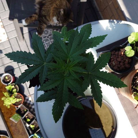 Dosi growlog timeline photo