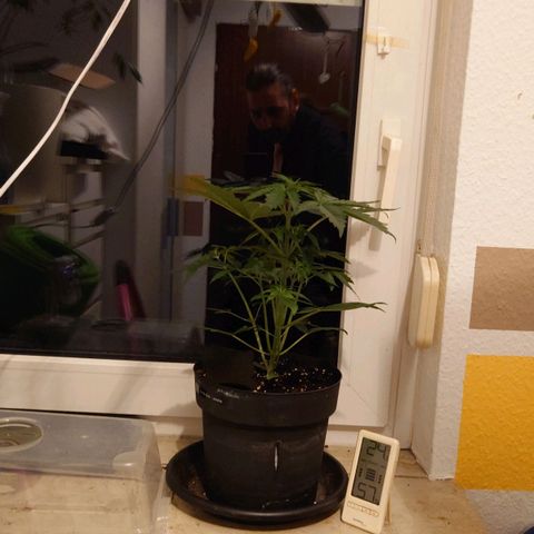 Dosi growlog timeline photo
