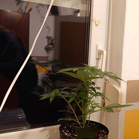 Dosi growlog timeline photo