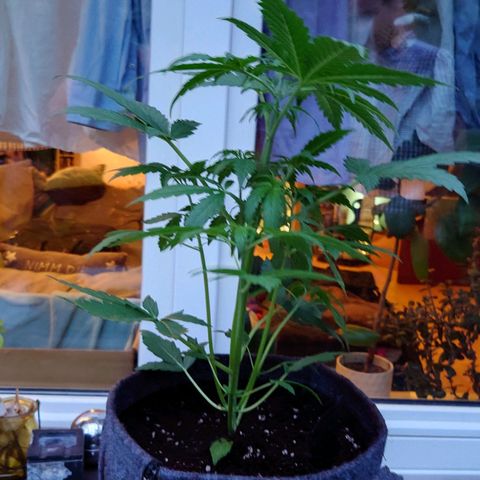 Dosi growlog timeline photo