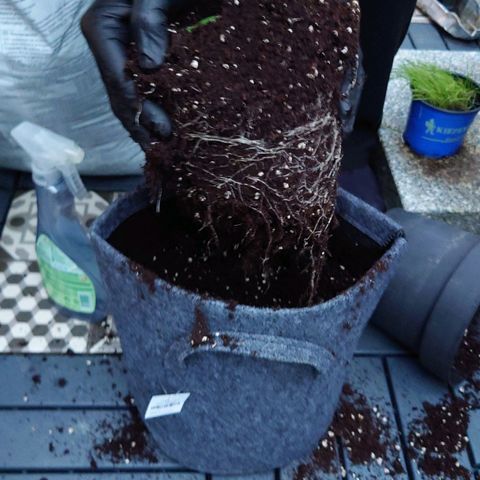 Dosi growlog timeline photo