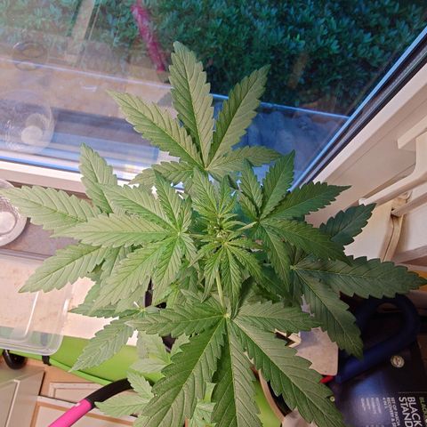 Dosi growlog timeline photo